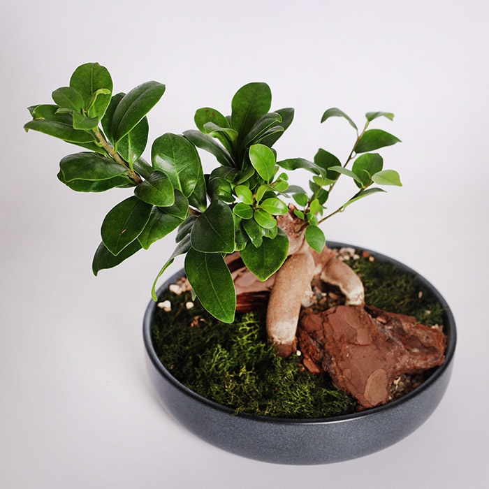 Фикус бонсай Ginseng в кашпо, XS