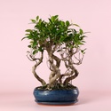 Фікус бонсай Ginseng в кашпо, М