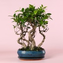 Фікус бонсай Ginseng в кашпо, М
