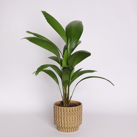 Пальма Лікуала в горщику