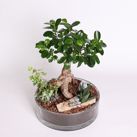 Композиция Фикус Ginseng, S