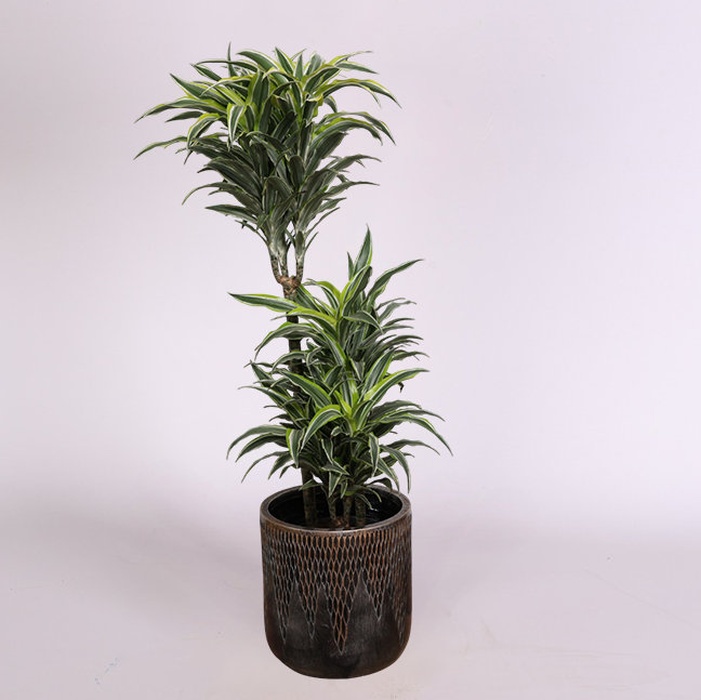 Драцена Surprise в горшке