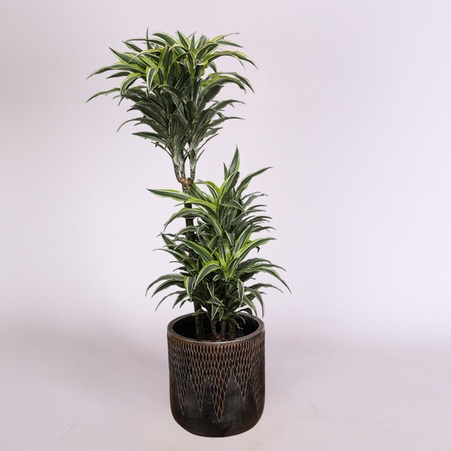 Драцена Surprise в горщику