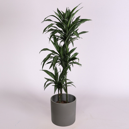 Драцена Ulises в горщику