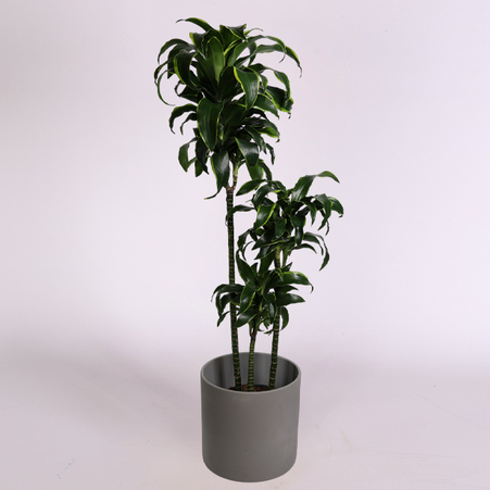 Драцена Dorado в горшке