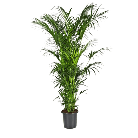 Пальма Ховея в горщику