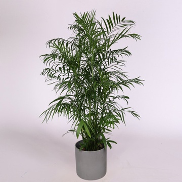 Хамедорея в горщику, XL