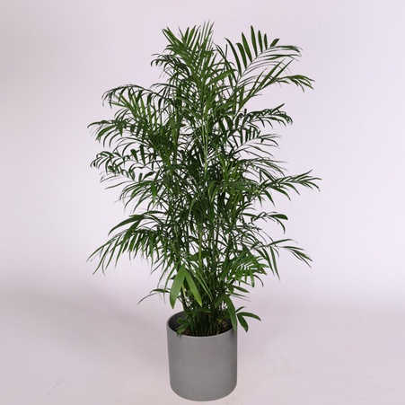 Хамедорея в горщику, XL