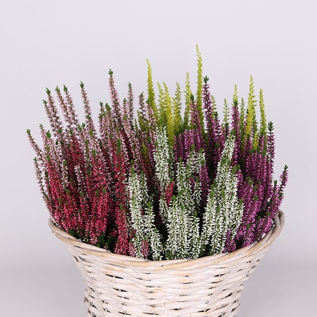 Вереск в горшке, М