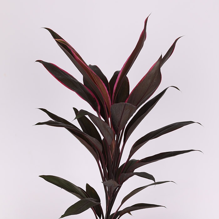 Кордилина Tango в горшке