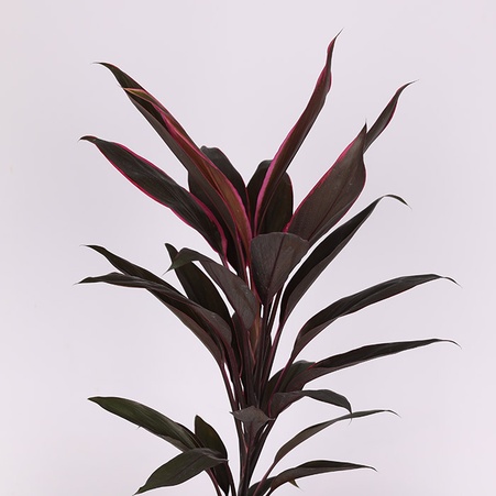 Кордилина Tango в горшке