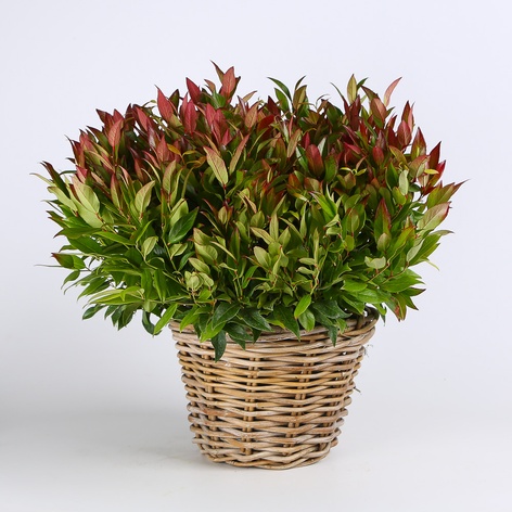 Леукотоє в горщику