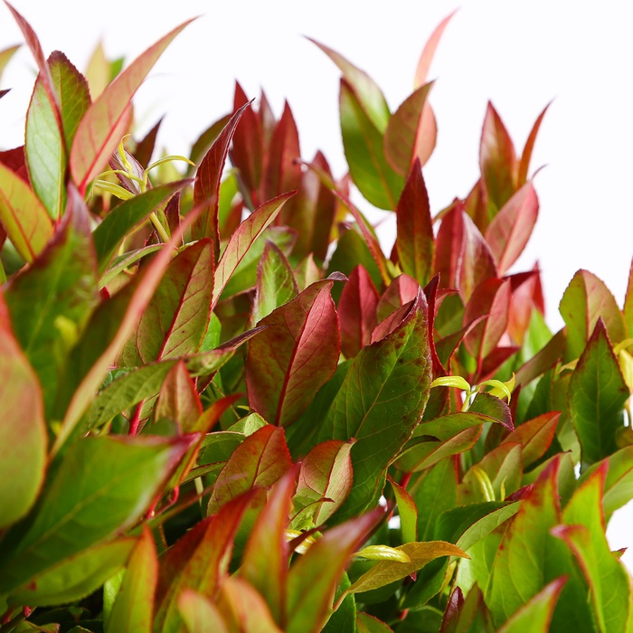 Леукотое в горшке