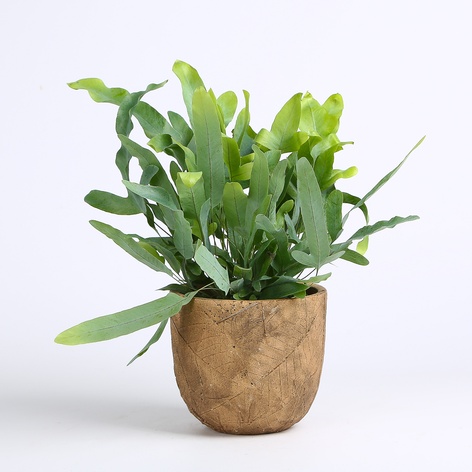 Флебодиум в горшке, S