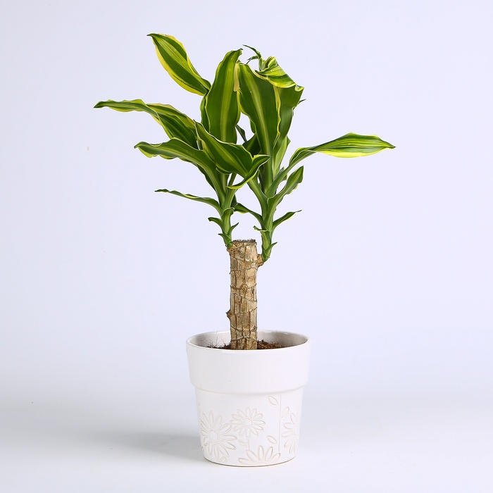 Драцена Golden Queen в горшке, S