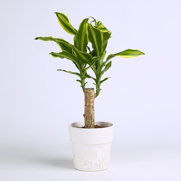 Драцена Golden Queen в горщику, S