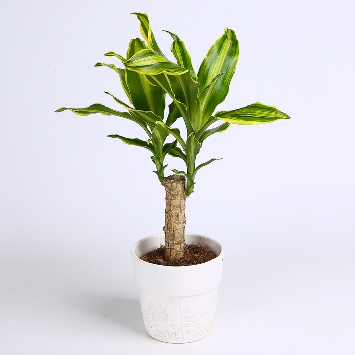 Драцена Golden Queen в горшке, S