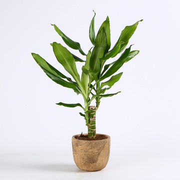 Драцена Steudneri в горщику, S