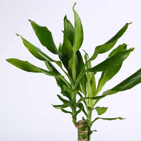 Драцена Steudneri в горшке, S