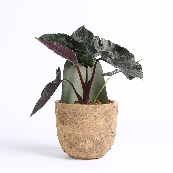 Алоказия в горшке