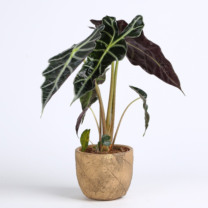 Алоказия Amazonica в горшке