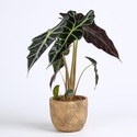 Алоказия Amazonica в горшке