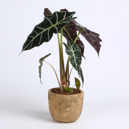 Алоказія Amazonica в горщику