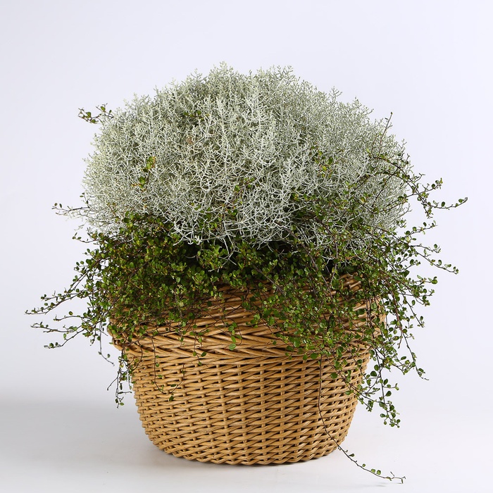 Калоцефалус в горшке