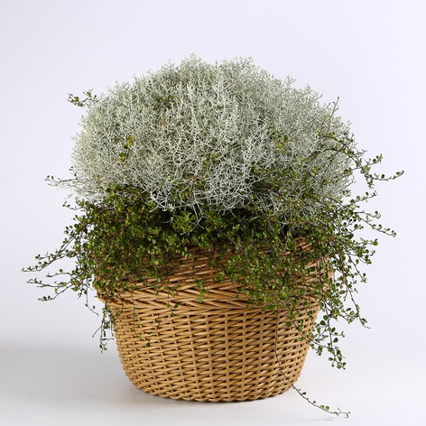 Калоцефалус в горшке