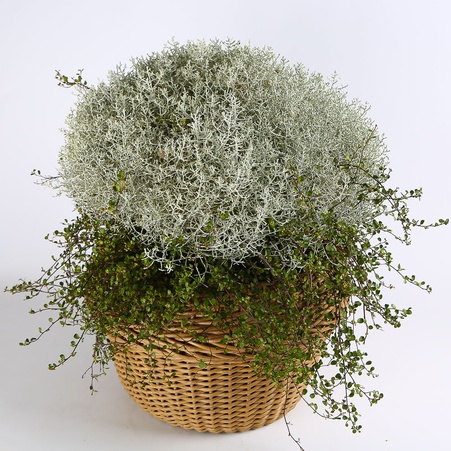 Калоцефалус в горщику