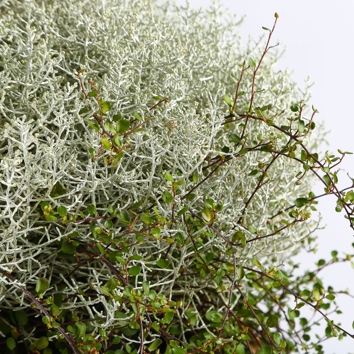 Калоцефалус в горшке