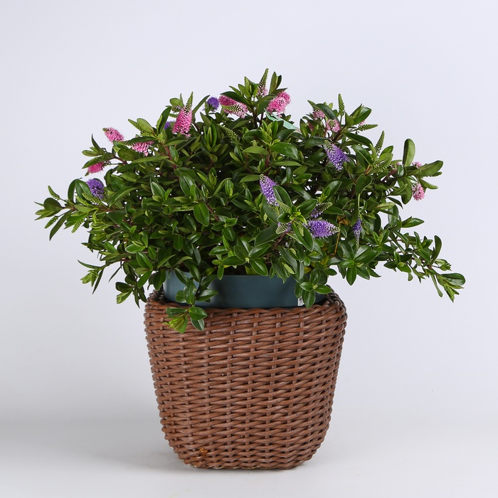 Хебе в горшке