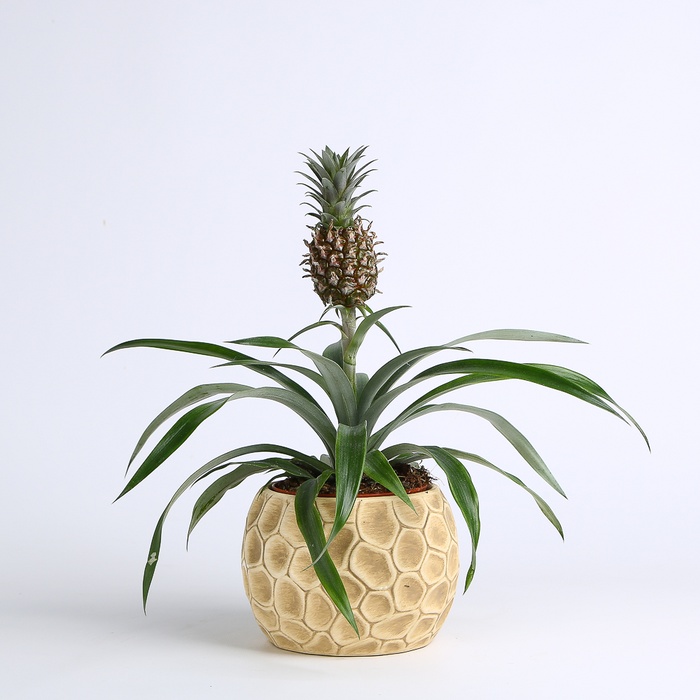 Ананас в горшке