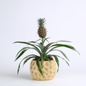 Ананас в горшке