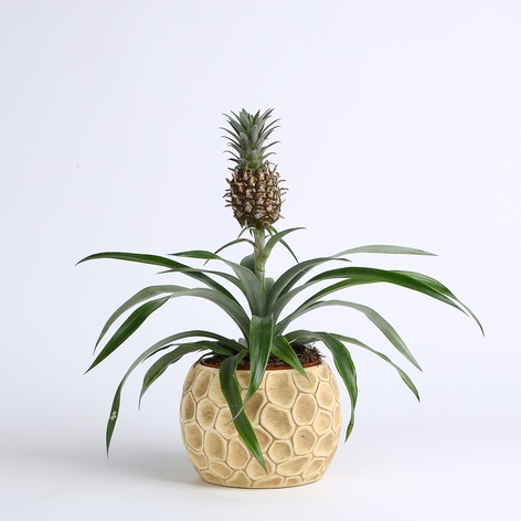 Ананас в горшке