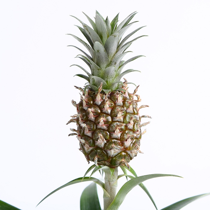 Ананас в горшке