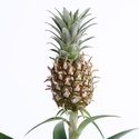 Ананас в горшке