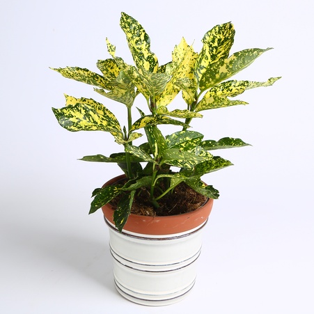 Аукуба Японська в горщику