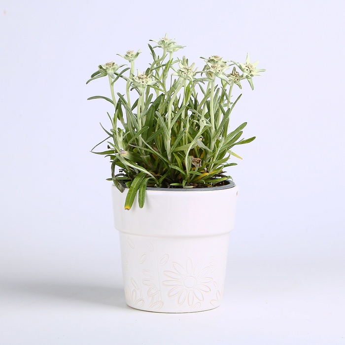 Эдельвейс Альпийский в горшке