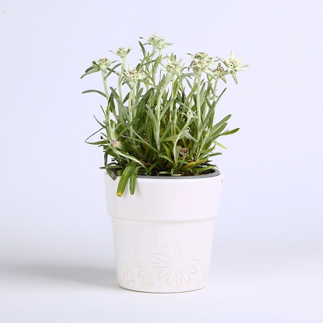 Эдельвейс Альпийский в горшке