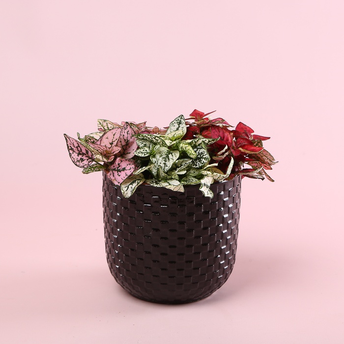 Гіпоестес мікс в горщику