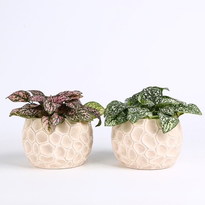 Гипоэстес микс в горшке