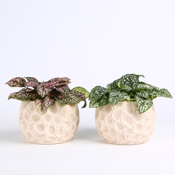 Гипоэстес микс в горшке