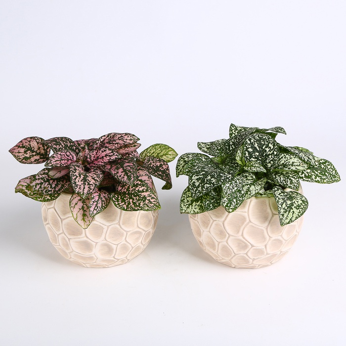 Гипоэстес микс в горшке