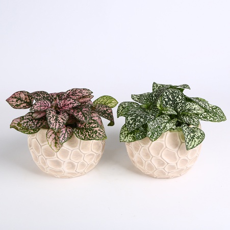 Гіпоестес мікс в горщику