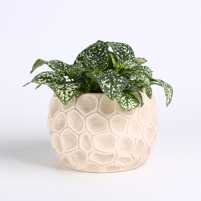 Гипоэстес микс в горшке