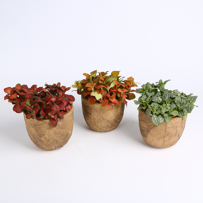 Фиттония микс в горшке