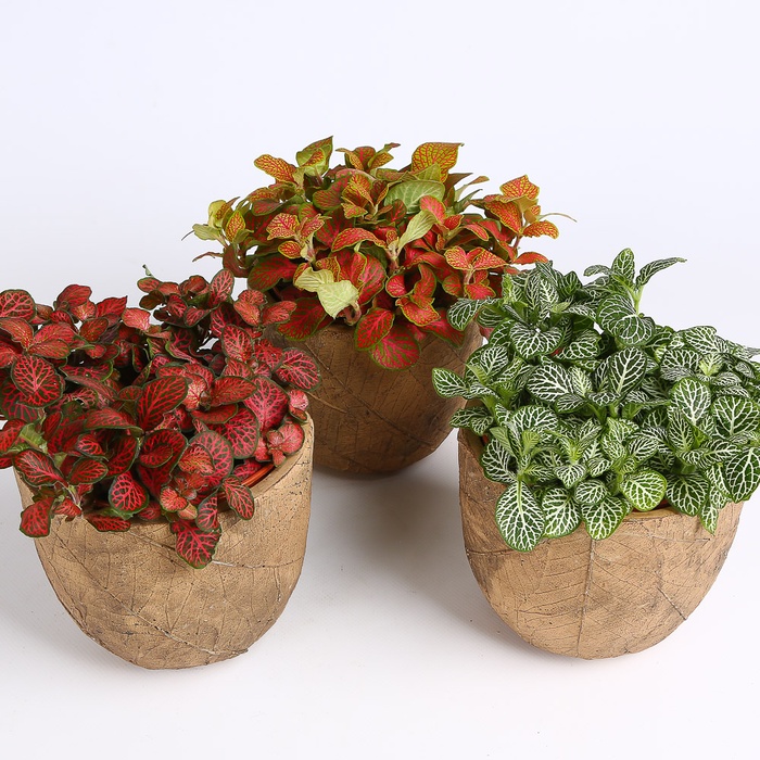 Фиттония микс в горшке