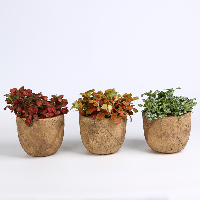 Фиттония микс в горшке