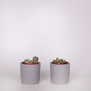 Літопс в горщику